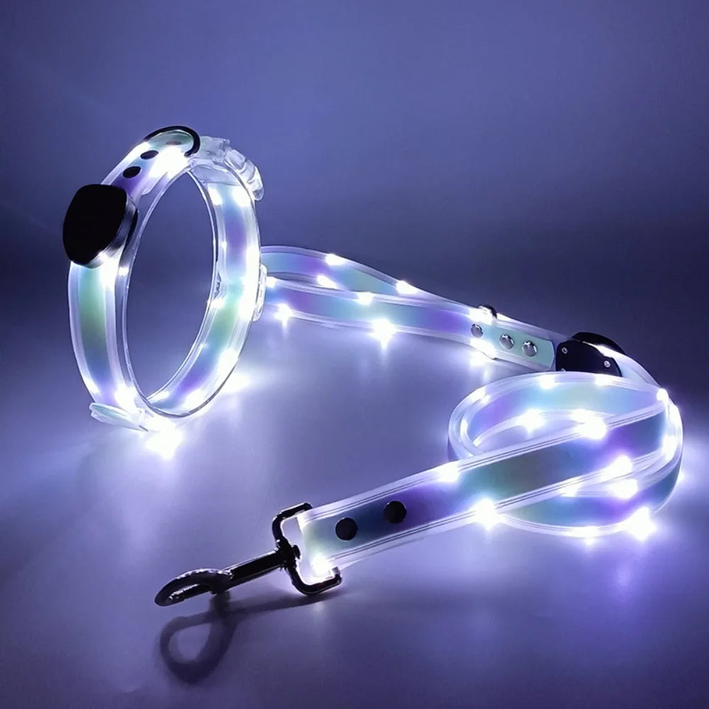 Collier lumineux pour chien | NightGuard