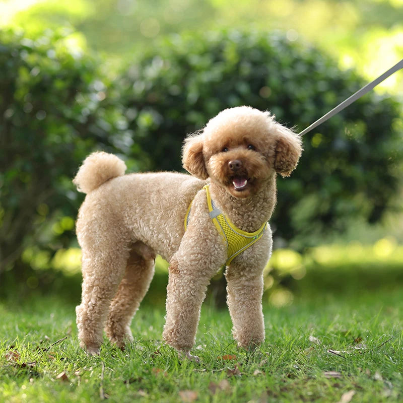 Harnais chien- CDDMPET Set Outdoor