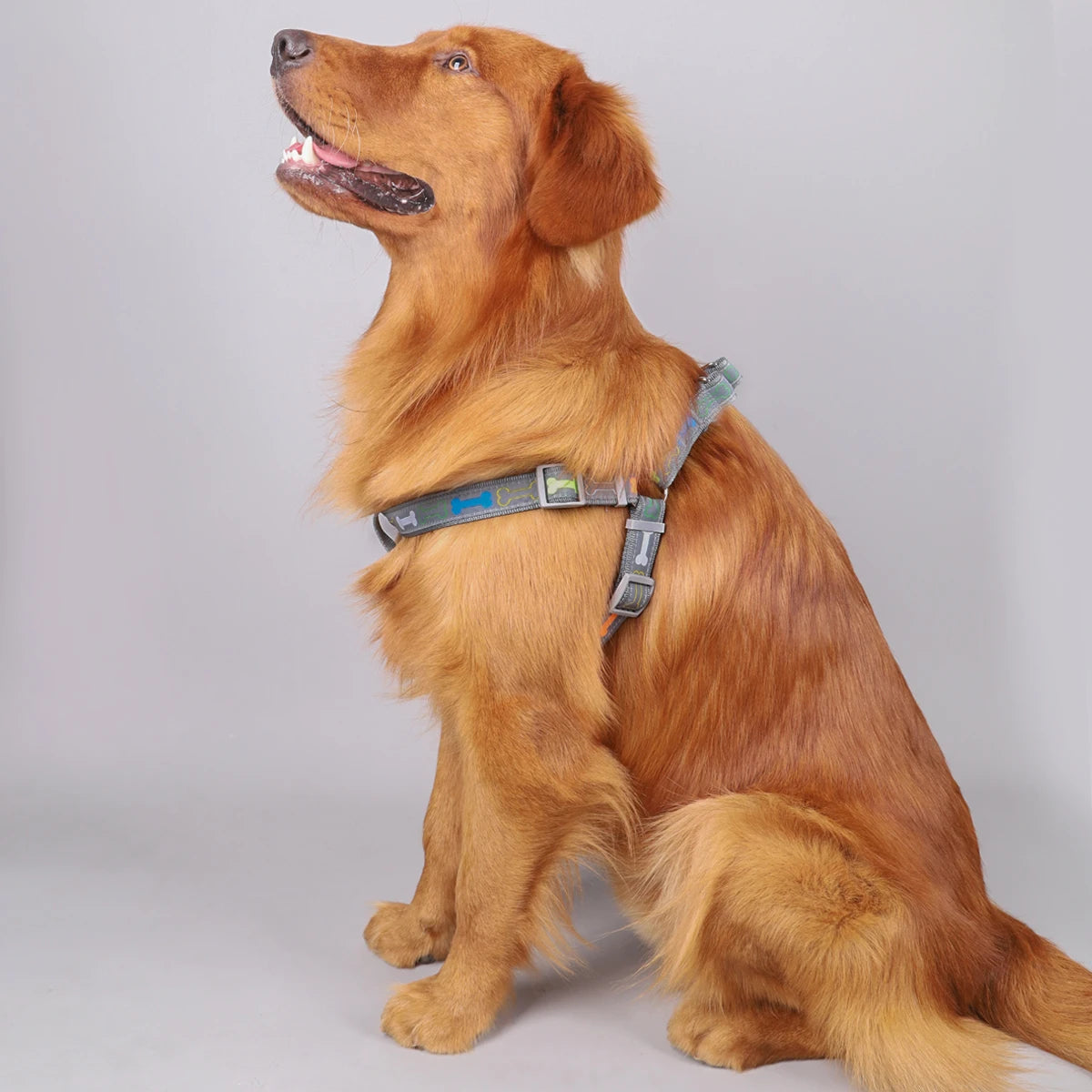 Harnais chien- Colorful bone tripod