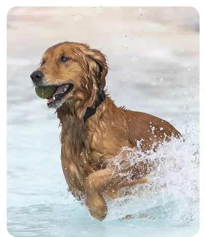 collier gps chien- Global Locator