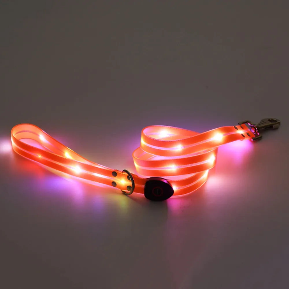 Collier lumineux pour chien | NightGuard