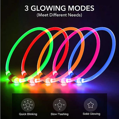 Collier chien lumineux- Led Luminous