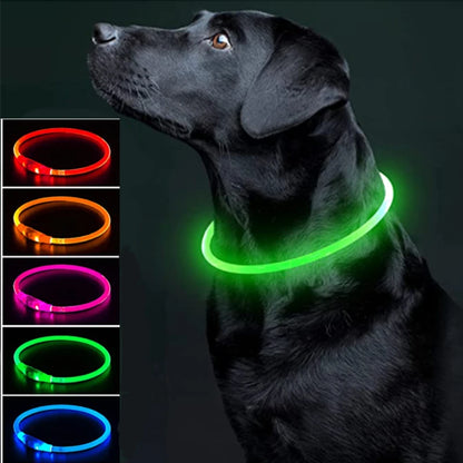 Collier chien lumineux- Led Luminous
