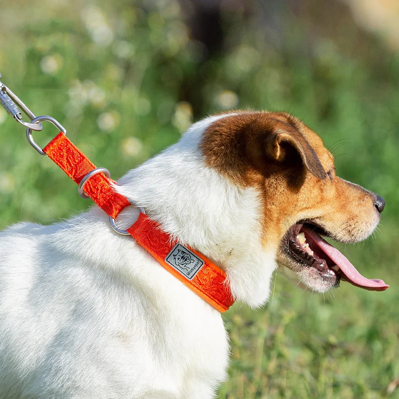 Collier de dressage pour chien- TRUELOVE P-chain