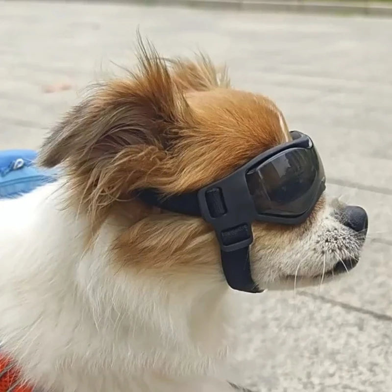 Lunettes pour chien | Protection UV Style