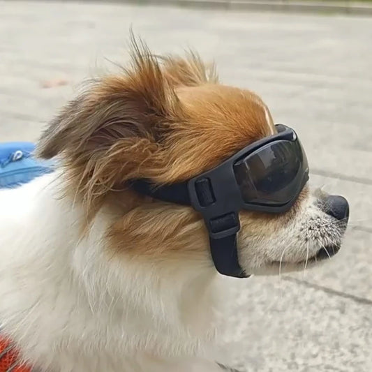 Lunettes pour chien | Protection UV Style