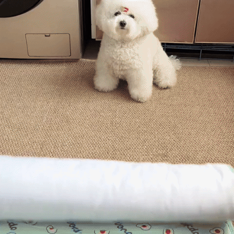 Tapis rafraichissant chien
