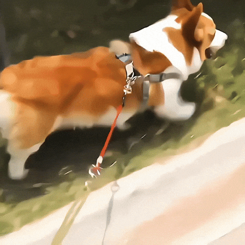 Laisse pour chien-Wire polyvalent