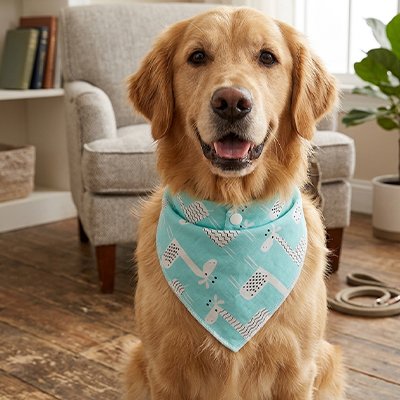 Bandana pour Chien 