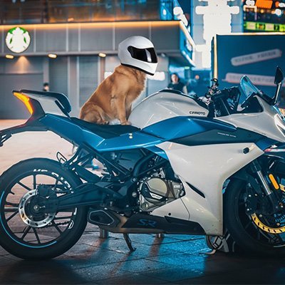 Casque moto pour chien | SafeRide - Le Chihuahua Voyageur
