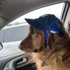 Casquette chien | Protection Solaire Ajustable - Le Chihuahua Voyageur