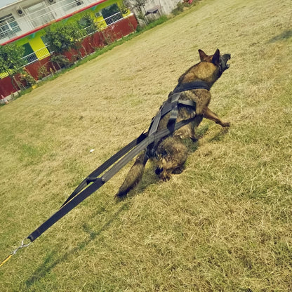 Harnais chien decathlon- Dog Traction Training