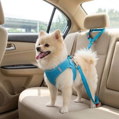 Ceinture de sécurité pour chien