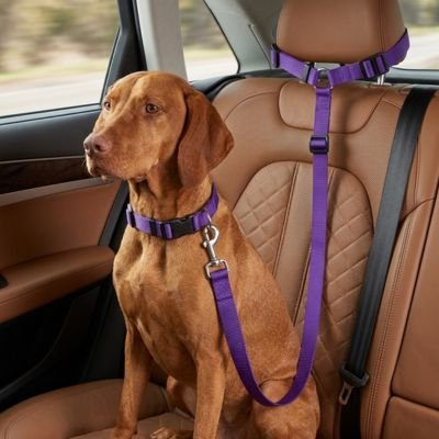 Ceinture de sécurité pour chien