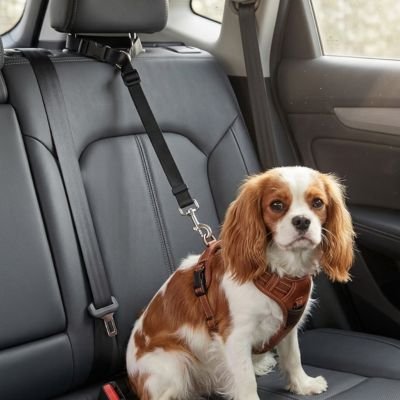 Ceinture de sécurité pour chien | Confort Optimal - Le Chihuahua Voyageur