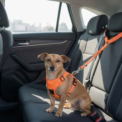 Ceinture de sécurité pour chien | Confort Optimal - Le Chihuahua Voyageur