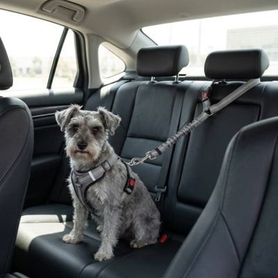 Ceinture de sécurité pour chien | Confort Optimal - Le Chihuahua Voyageur