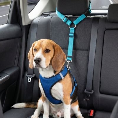 Ceinture de sécurité pour chien | Confort Optimal - Le Chihuahua Voyageur