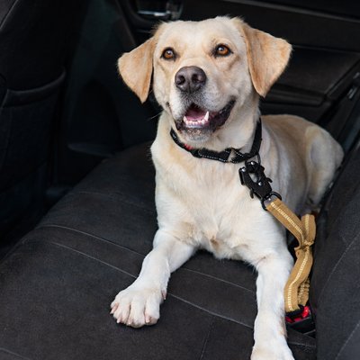 Ceinture de sécurité pour chien | VoyageSécur - Le Chihuahua Voyageur