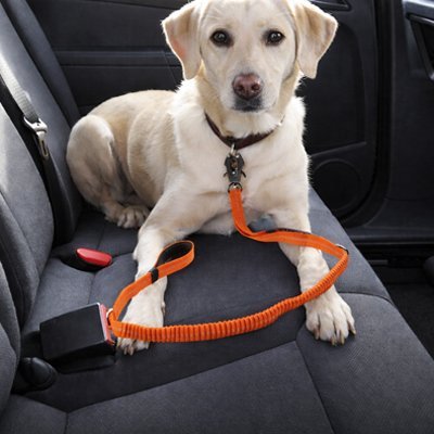 Ceinture de sécurité pour chien | VoyageSécur - Le Chihuahua Voyageur