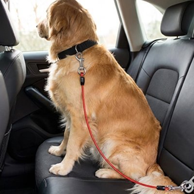 Ceinture de sécurité pour chien | Voyagesûr - Le Chihuahua Voyageur