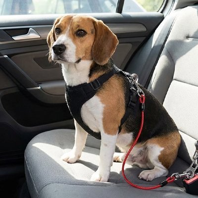 Ceinture de sécurité pour chien | Voyagesûr - Le Chihuahua Voyageur