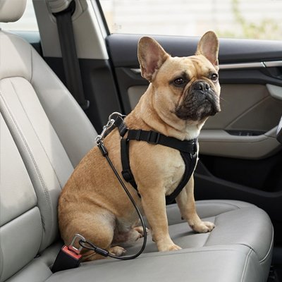 Ceinture de sécurité pour chien | Voyagesûr - Le Chihuahua Voyageur