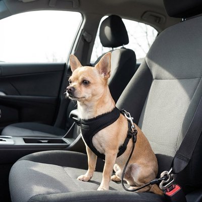 Ceinture de sécurité pour chien | Voyagesûr - Le Chihuahua Voyageur