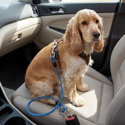 Ceinture de sécurité pour chien | Voyagesûr - Le Chihuahua Voyageur