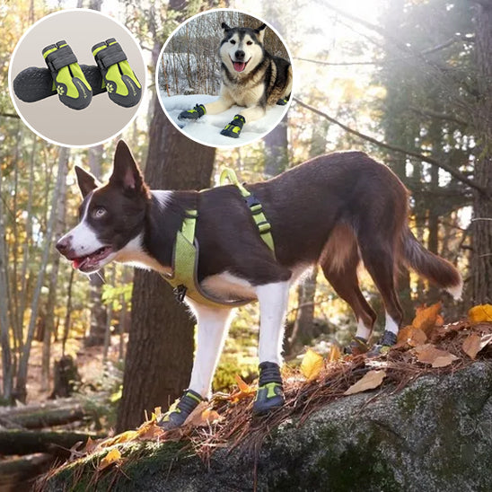 Chaussure chien- Lumi-pluie