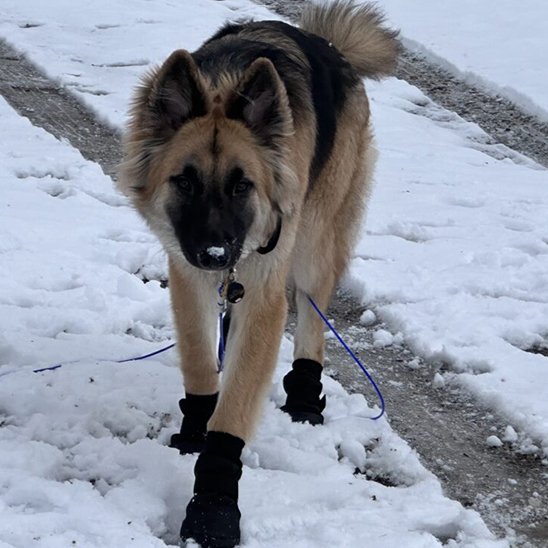 Chaussures chien 