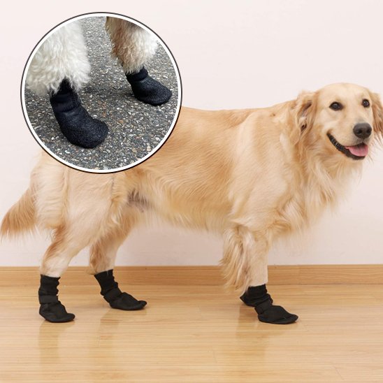 Chaussures chien 