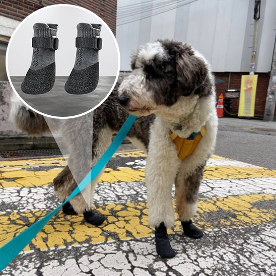 Chaussures chien 