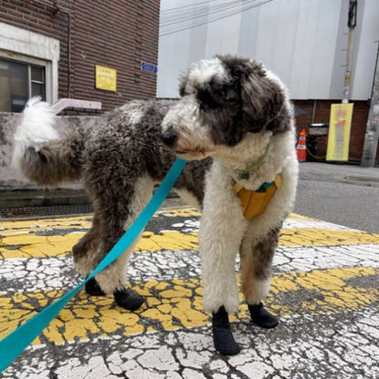 Chaussures chien 