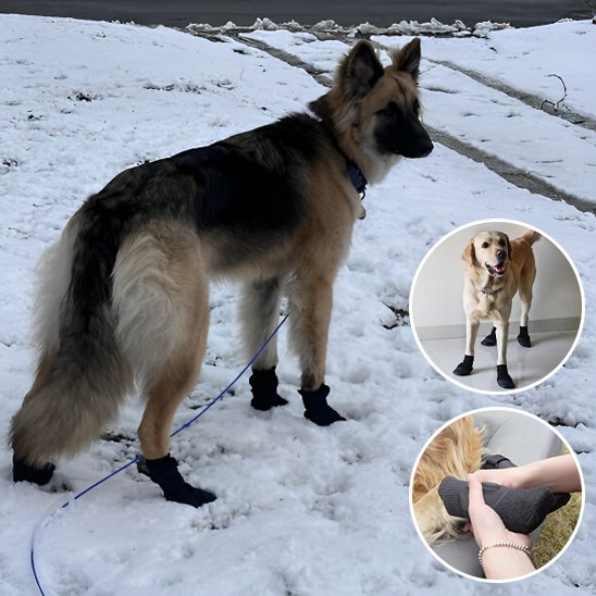 Chaussures chien 