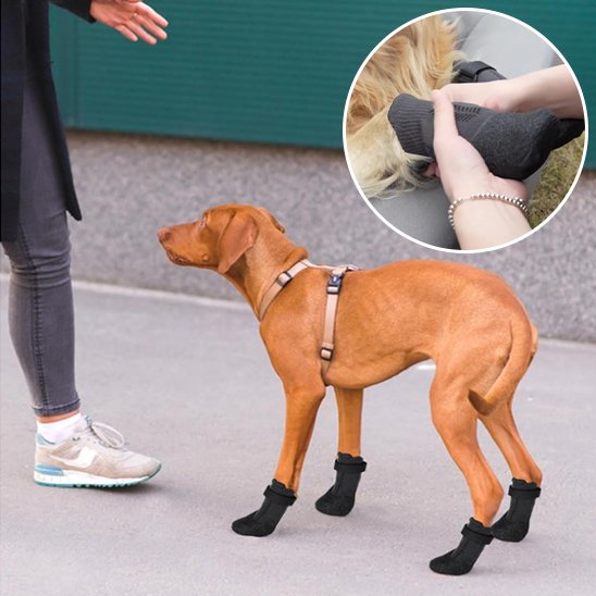 Chaussures chien 