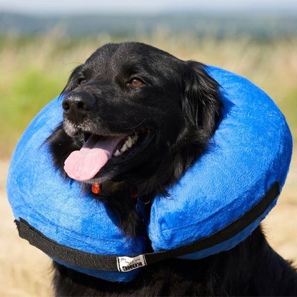 Collerette chien gonflable 