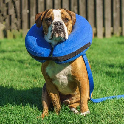 Collerette chien gonflable 