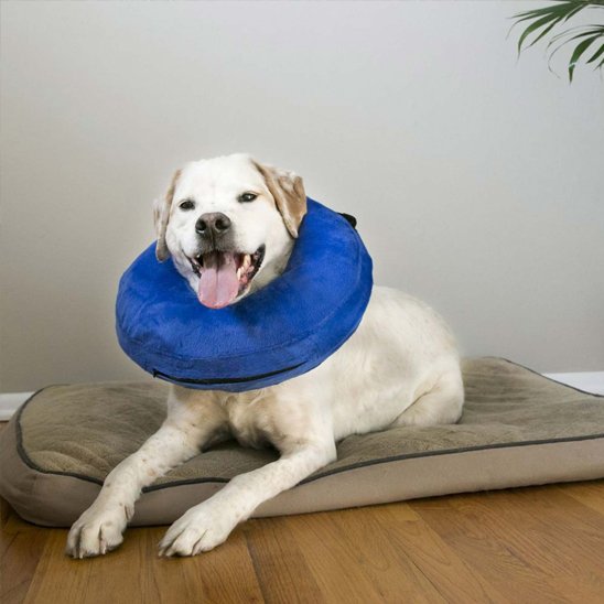Collerette chien gonflable 