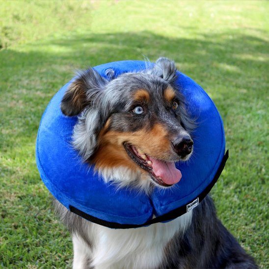Collerette chien gonflable 