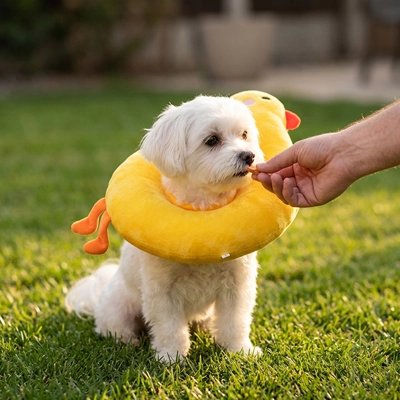 Collerette Chien