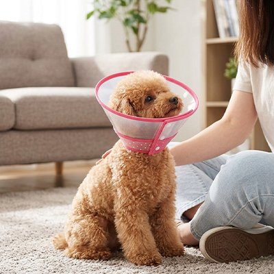 Collerettes pour Chiens
