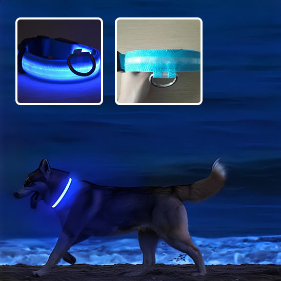 Collier lumineux Chien