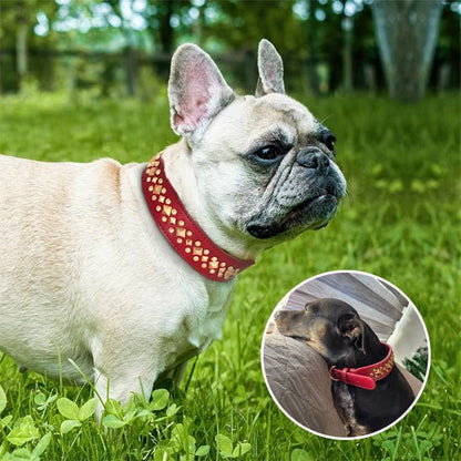 collier chien - anti - morsure - Le Chihuahua Voyageur
