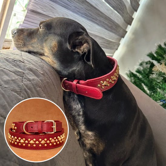 collier chien - anti - morsure - Le Chihuahua Voyageur