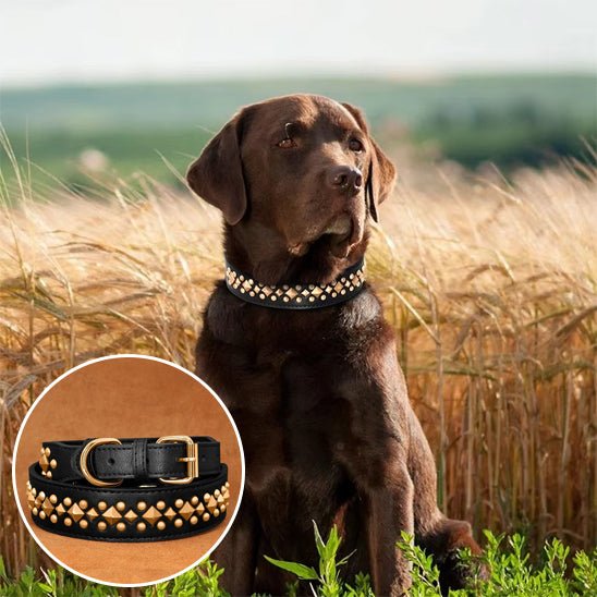 collier chien - anti - morsure - Le Chihuahua Voyageur
