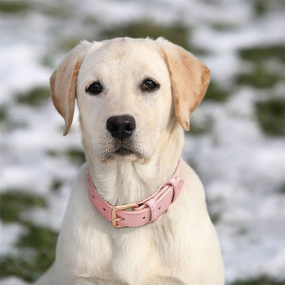 Collier chien cuir - Cuir robuste - Le Chihuahua Voyageur