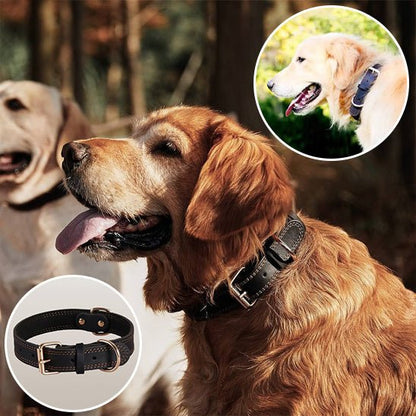 collier chien - cuir véritable - Le Chihuahua Voyageur