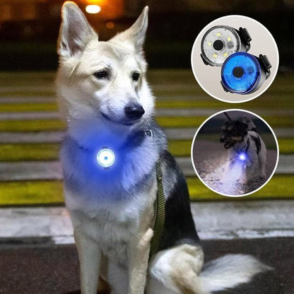 collier chien - Lumi - attache - Le Chihuahua Voyageur