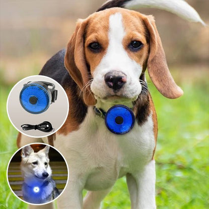 collier chien - Lumi - attache - Le Chihuahua Voyageur